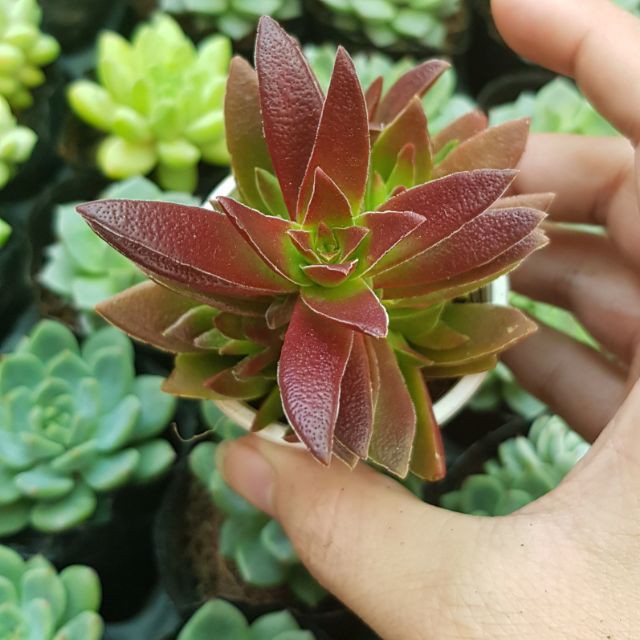 Combo 03 Sen đá tứ diện tím- Hàng thuần, siêu dễ trồng, LỖI 1 ĐỔI 1