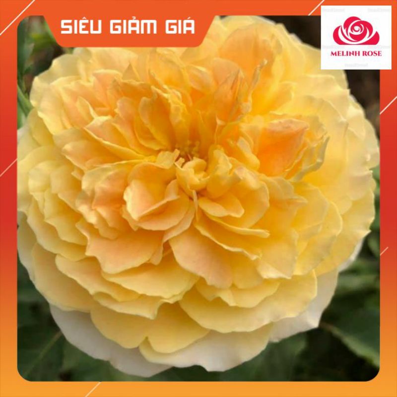 Hoa hồng Molineux rose màu vàng cam sang trọng- Vườn Hoa Melinhrose