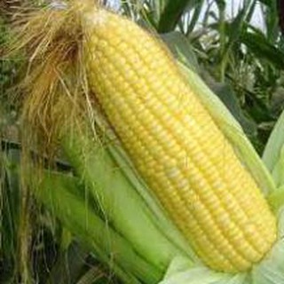 200 hạt giống bắp ngô ngọt