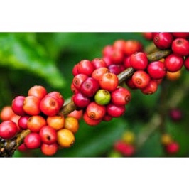 ⭐⭐🔥🔥🔥CÀ PHÊ MOKA CẦU ĐẤT( RANG BƠ) CHƯA XAY TIỆN LỢI HỦ 200G | BigBuy360 - bigbuy360.vn