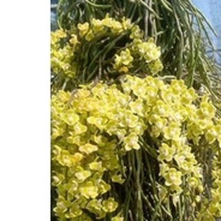 Lan căn diệp.căn diệp một mắt độc lạ