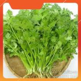 Hạt giống mùi tía cao sản