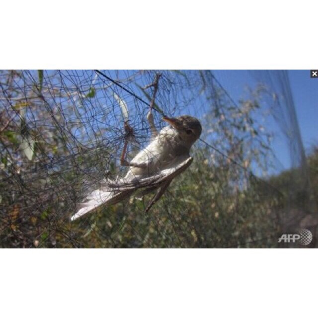 lưới bắt chim 4cm cao 5m dài 30m hàng thái lan chất lượng cao