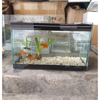 Bể cá mini 25cm - tặng sỏi, vỏ sò biển, thức ăn cá cảnh