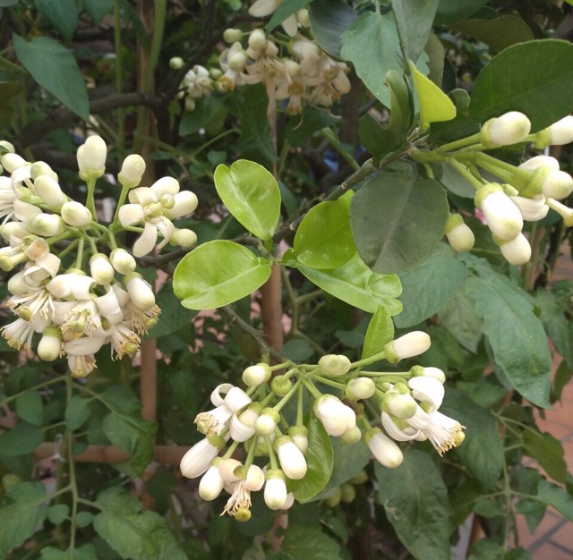 DẦU GỘI BỒ KẾT SẢ CHANH HOA BƯỞI 300ML. | BigBuy360 - bigbuy360.vn