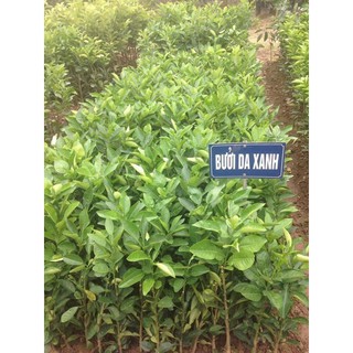 bưởi da xanh ruột đỏ