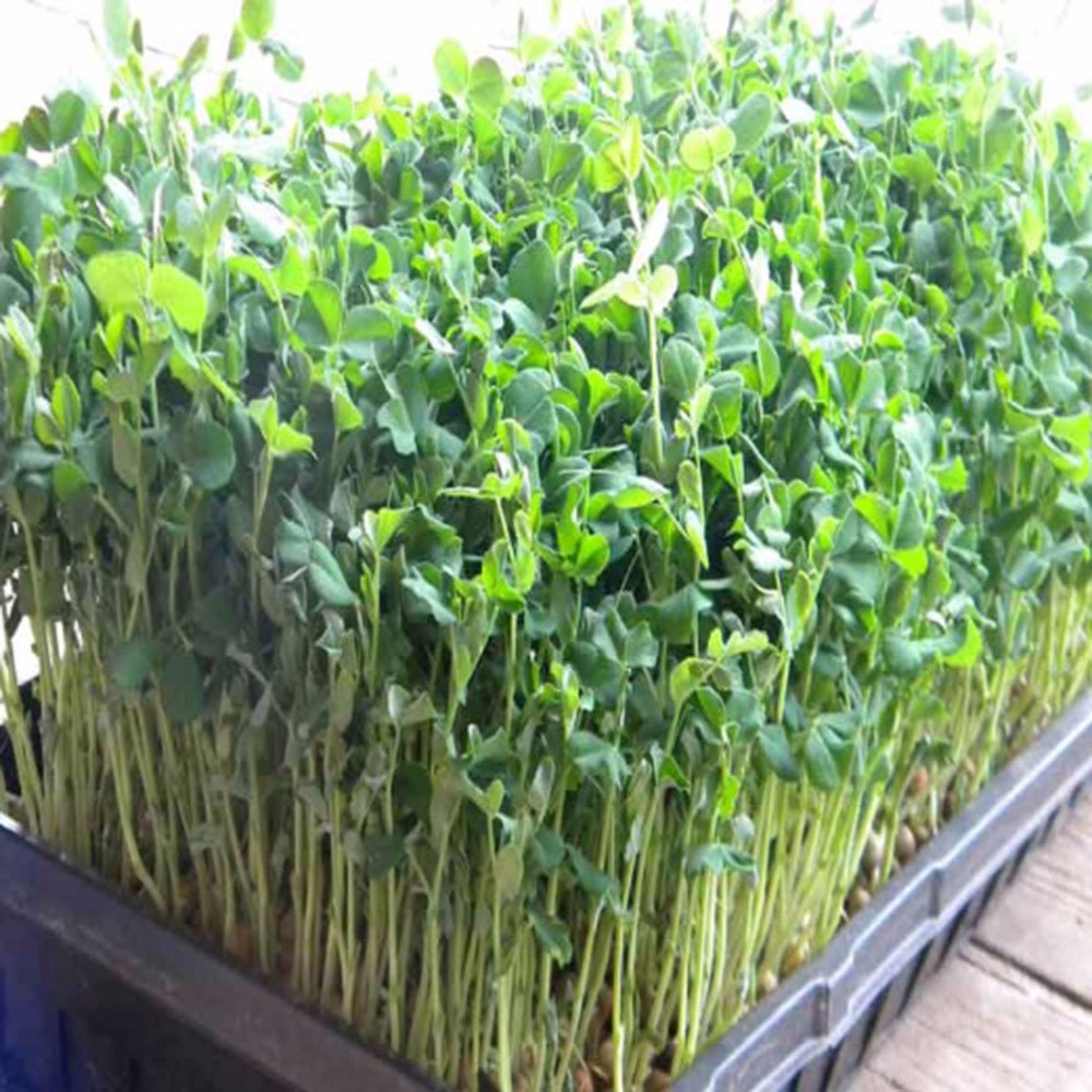 Hạt giống mầm đậu hà lan  siêu dễ trồng kháng bệnh tốt năng suất cao cửa hàng hạt giống uy tín