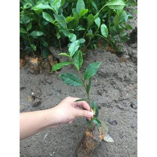 Combo 20 cây Chè xanh tra xanh