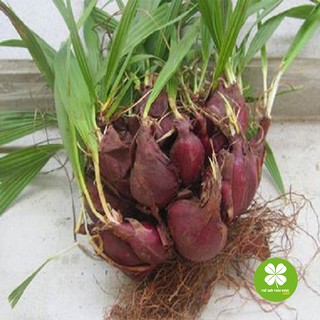 Sâm đại hành (gói 1kg) - TD151