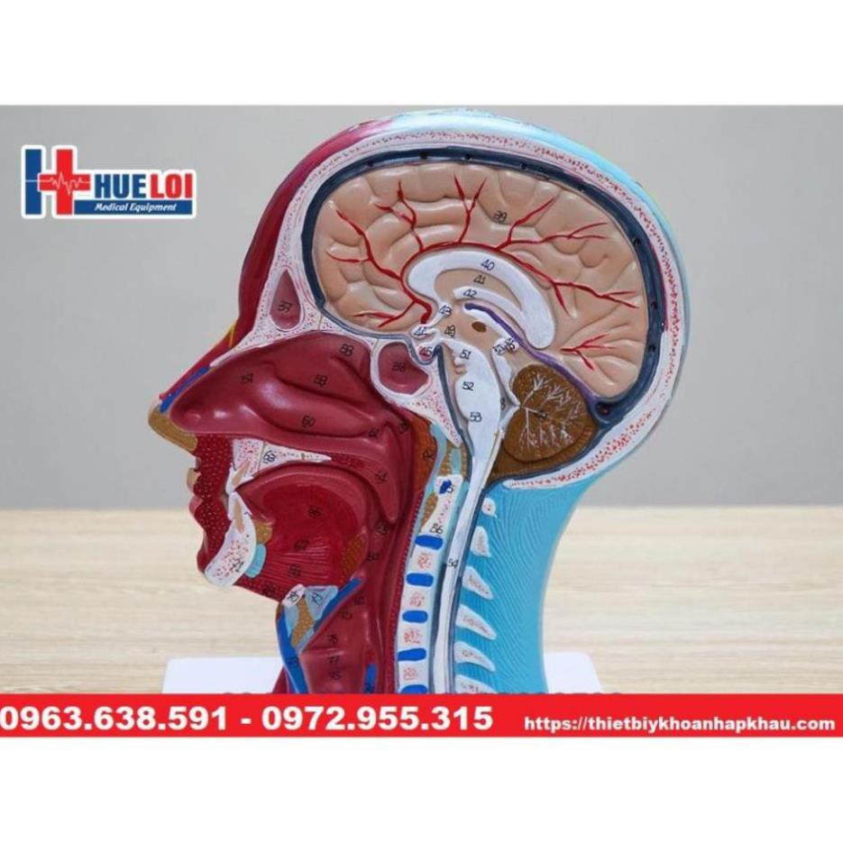 MÔ HÌNH GIẢI PHẪU CƠ, THẦN KINH, MẠCH MÁU VÙNG ĐẦU