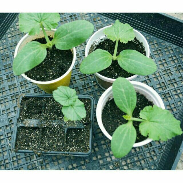 Hạt giống mướp lặc lày, mướp sát, mướp rừng, mướp sọc