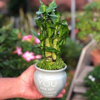 Chậu Sứ Trúc Phú Quý