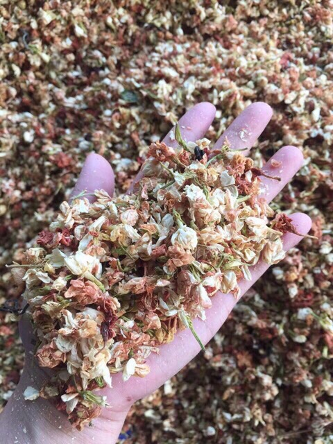 50Gr TRÀ HOA NHÀI( HOA BÁT TIÊN) ĐẶC SẢN NÚI RỪNG TÂY BẮC