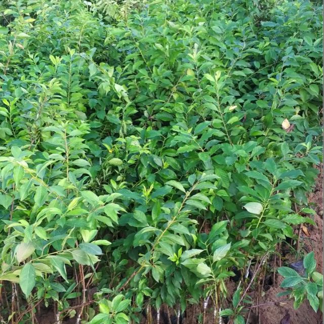 Cây  mận  hậu
