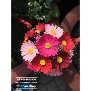 Chậu hoa cúc - hoa đông hầu size 15cm