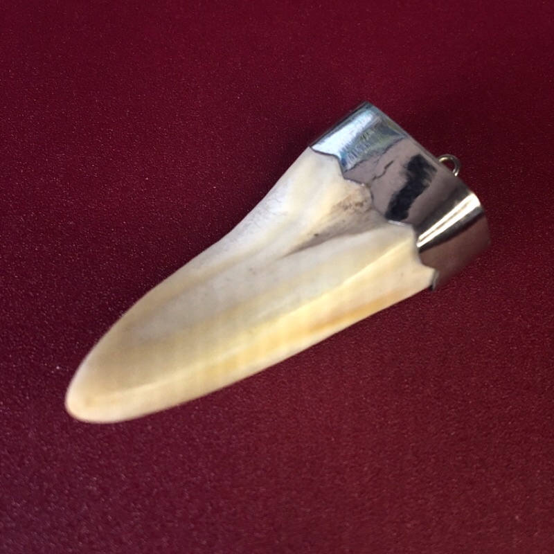 RĂNG NANH SIZE TRUNG LÀM MẶT DÂY CHUYỀN