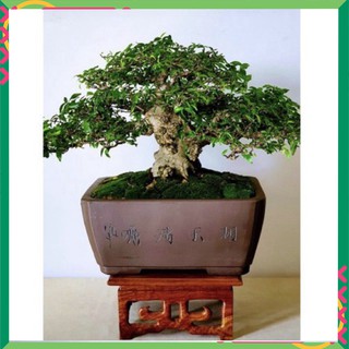 kệ kê cây cảnh mini đôn kê đồ gỗ hương cao cấp decor trang trí nhà cửa
