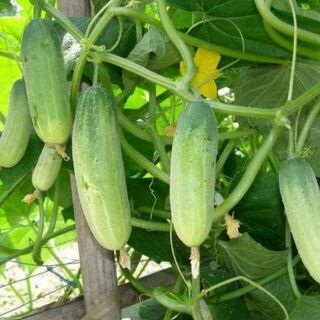 🥒🥒 DƯA CHUỘT NẾP SIÊU QUẢ THÁI LAN