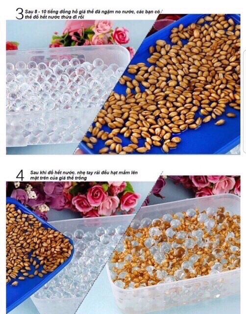 Bộ Trồng Nhanh Cỏ Mèo bằng đất hữu cơ