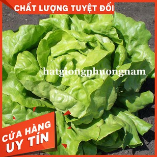HẠT GIỐNG XÀ LÁCH BÚP MỠ (ĐĂM) - Còn hàng