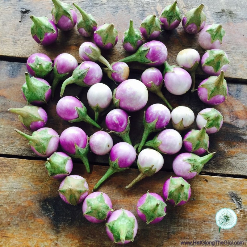 Hạt giống CÀ PHÁO TÍM F1 HN-64 ( 0,5 Gr)