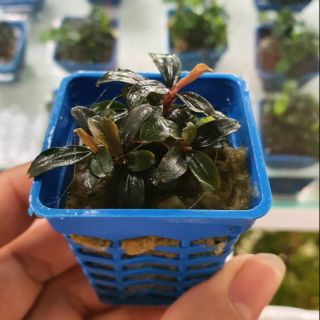 Bucep Brownie (thủy sinh nha trang)