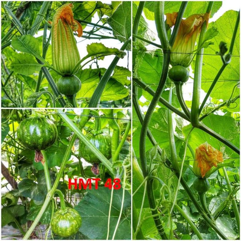 Bí ăn non lai F1 HMT 48