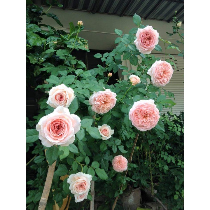 Hoa hồng ngoại leo Abraham Darby- Sắc hồng thuần khiết với hương thơm nồng nàn- Vườn Hoa Melinhrose