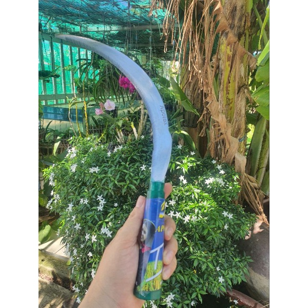 LIỀM APOLEX