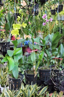 Chậu Lan Denro Màu
