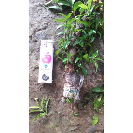 Nhánh chiết mai chiếu thủy trung nu lá trung