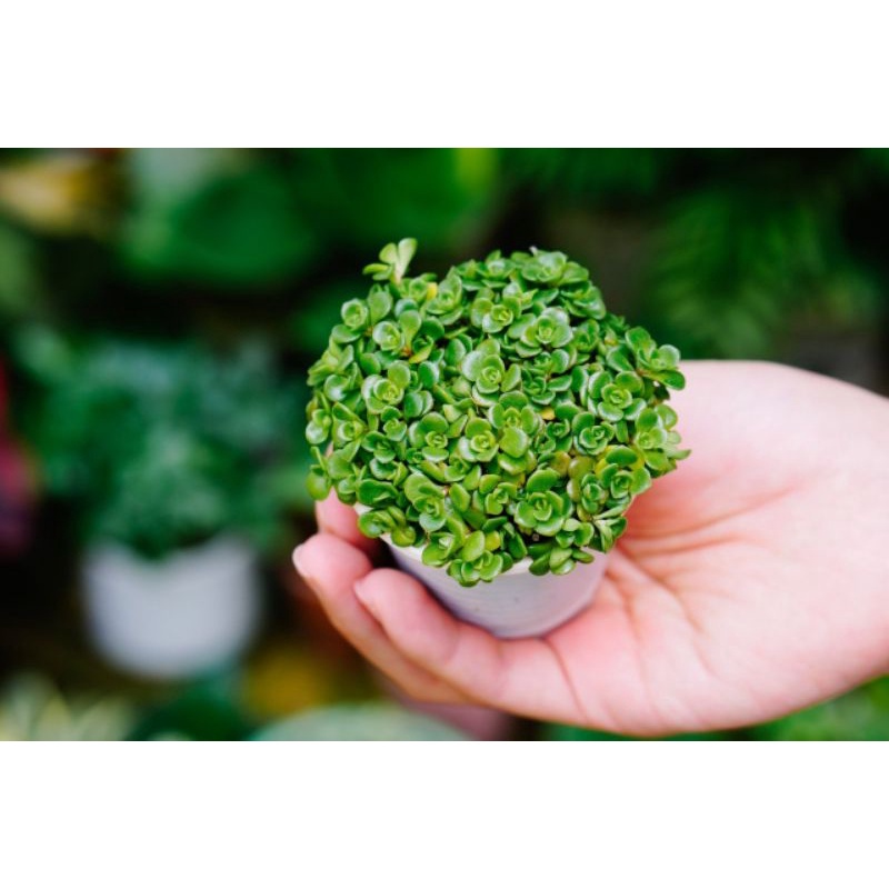 Sedum vảy cá- cây bé xinh, trang trí cực đẹp