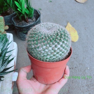 Xương Rồng Bánh Sinh Nhật Lớn