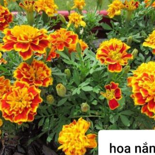 Gói 500 hạt Cúc vạn thọ pháp.....