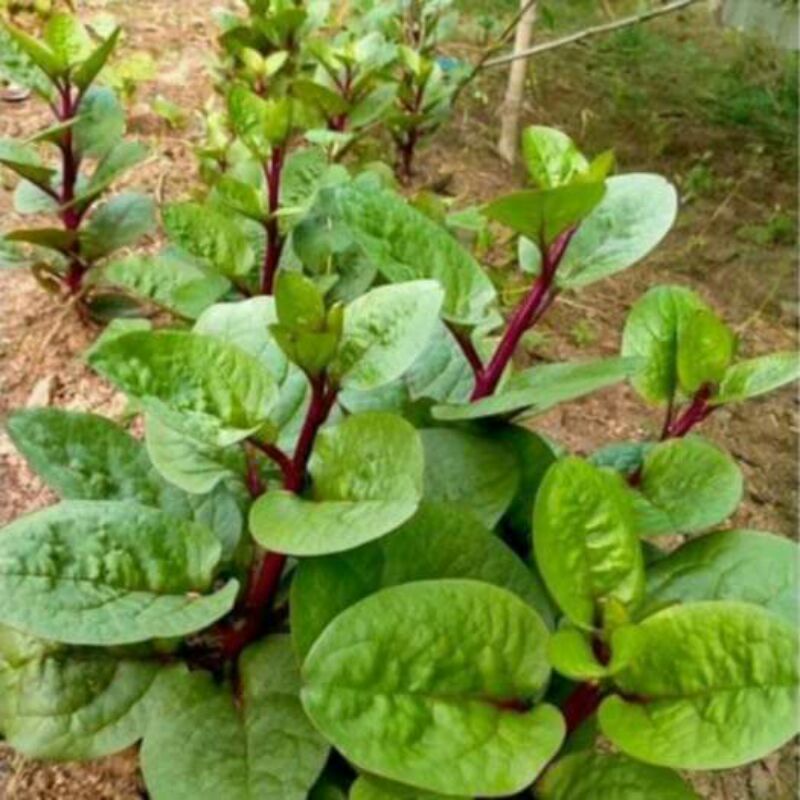 100H _# Hạt_ giống_ rau _mồng_ tơi_ tím