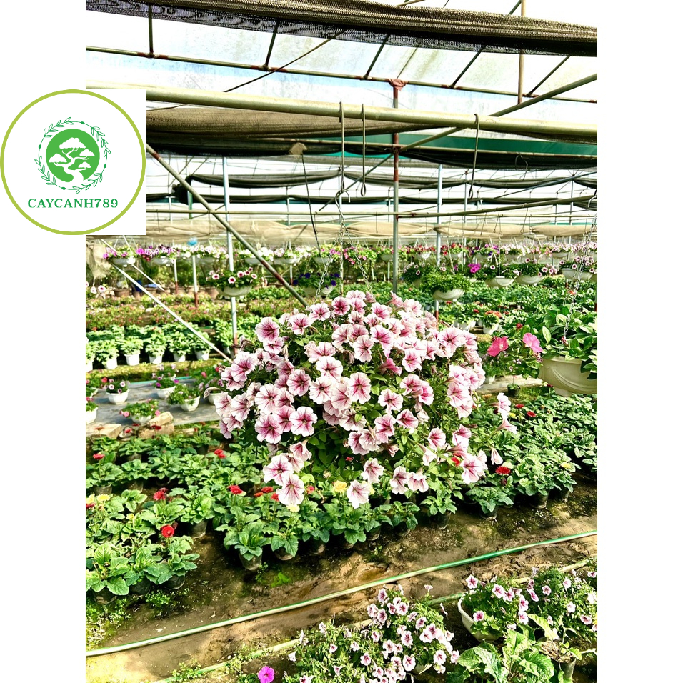 Chậu hoa dạ yến đang hoa chậu treo