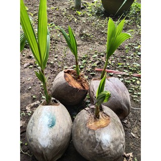 Cây dừa sáp 79k / cây