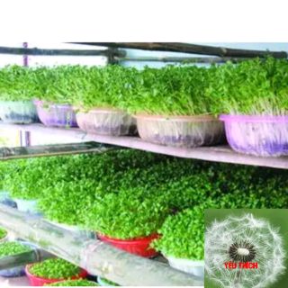 30g Hạt Giống Rau Mầm - Cải Ngọt (Brassica juncea)