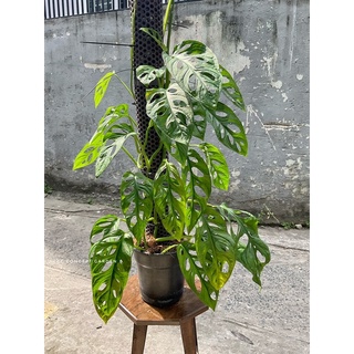 Trầu bà lỗ | Monstera adasonii