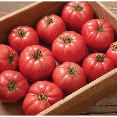 [Hạt giống Israel] Hạt giống Cà chua chịu nhiệt Isreal - Monaco tỷ lệ nảy mầm 95% (5 hạt) NHẬP KHẨU 100%