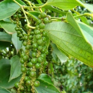 cây tiêu xanh đang trái