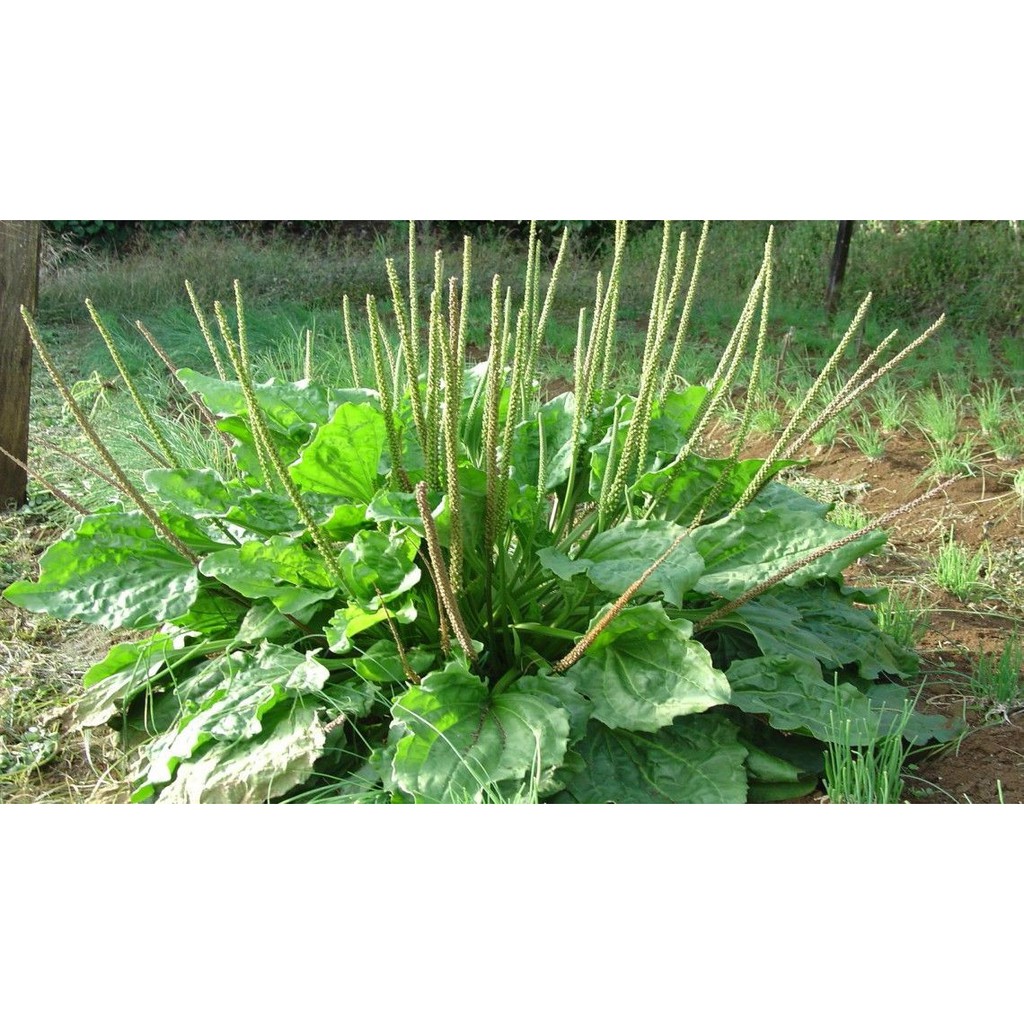 HẠT GIỐNG RAU MÃ ĐỀ - GÓI 2 GRAM