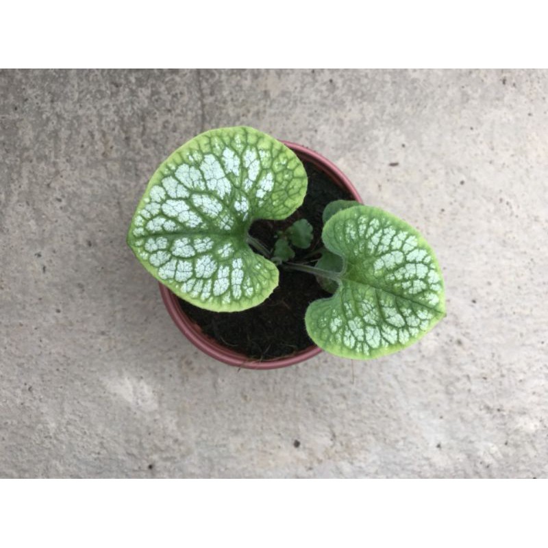 Chậu cứng Brunnera