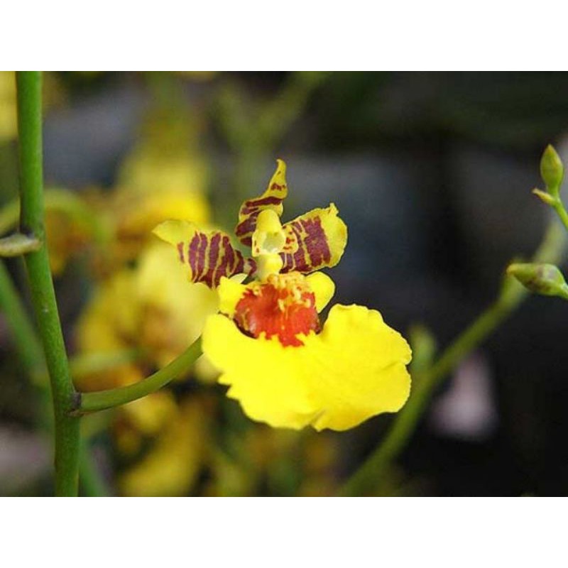 Cây giống lan vũ nữ vàng