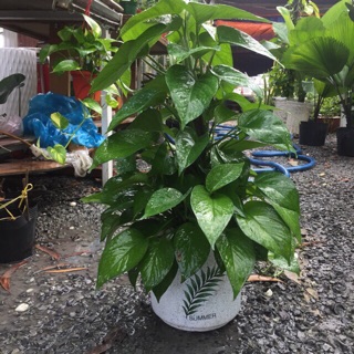 Trầu bà trụ ( chậu nhựa )