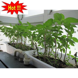 Hạt giống Rau quế