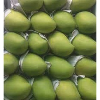 Cây giống xoài keo