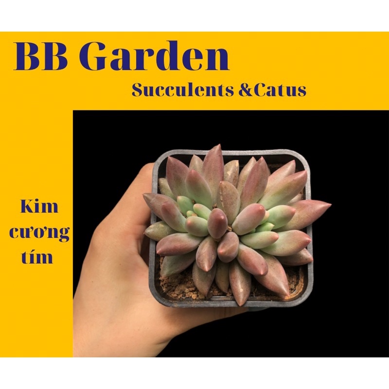 SEN ĐÁ KIM CƯƠNG TÍM