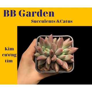 Sen đá kim cương tím