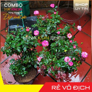 Combo 3 cây hoa tết hồng sếu đẹp xuất sắc - Shop hoa MinaKun Shop